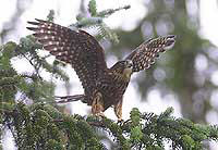 Merlin Falcon on a tree branch